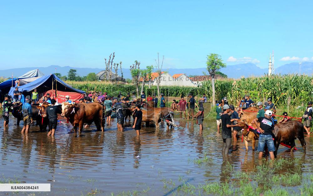 Probolinggo Bull Race - Indonesia