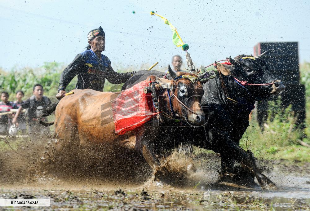 Probolinggo Bull Race - Indonesia
