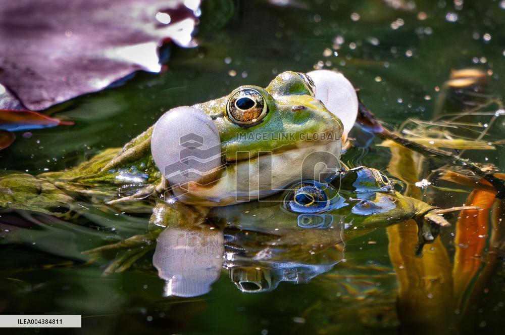 Green Frog Breeding Season - Paris