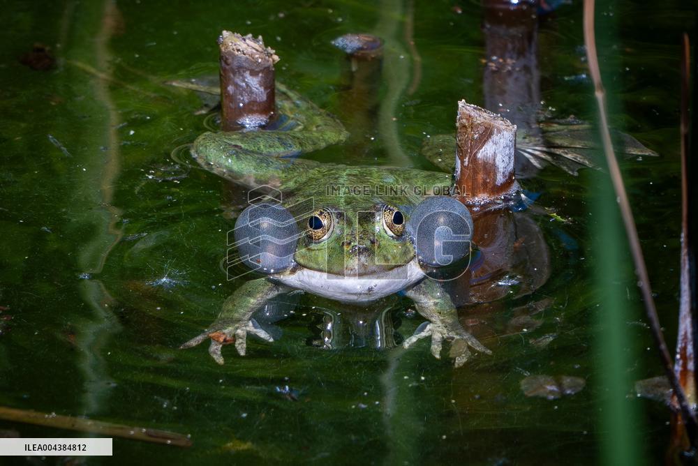 Green Frog Breeding Season - Paris