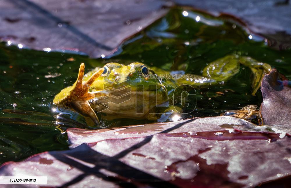 Green Frog Breeding Season - Paris