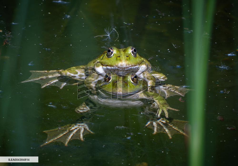 Green Frog Breeding Season - Paris