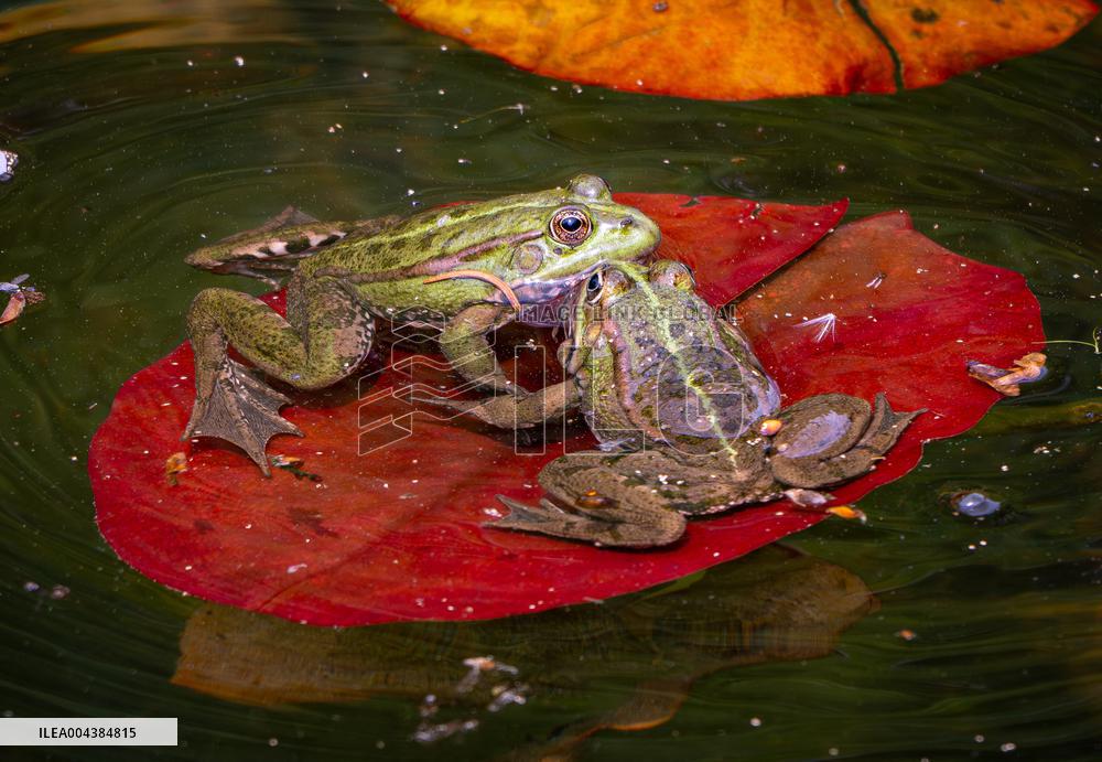 Green Frog Breeding Season - Paris