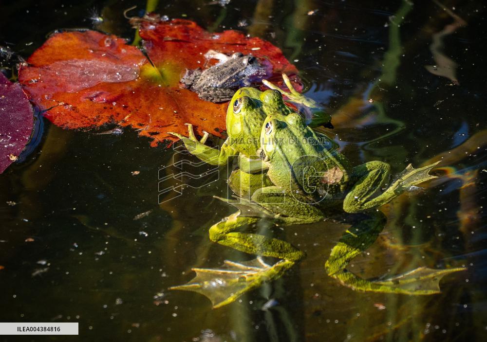 Green Frog Breeding Season - Paris