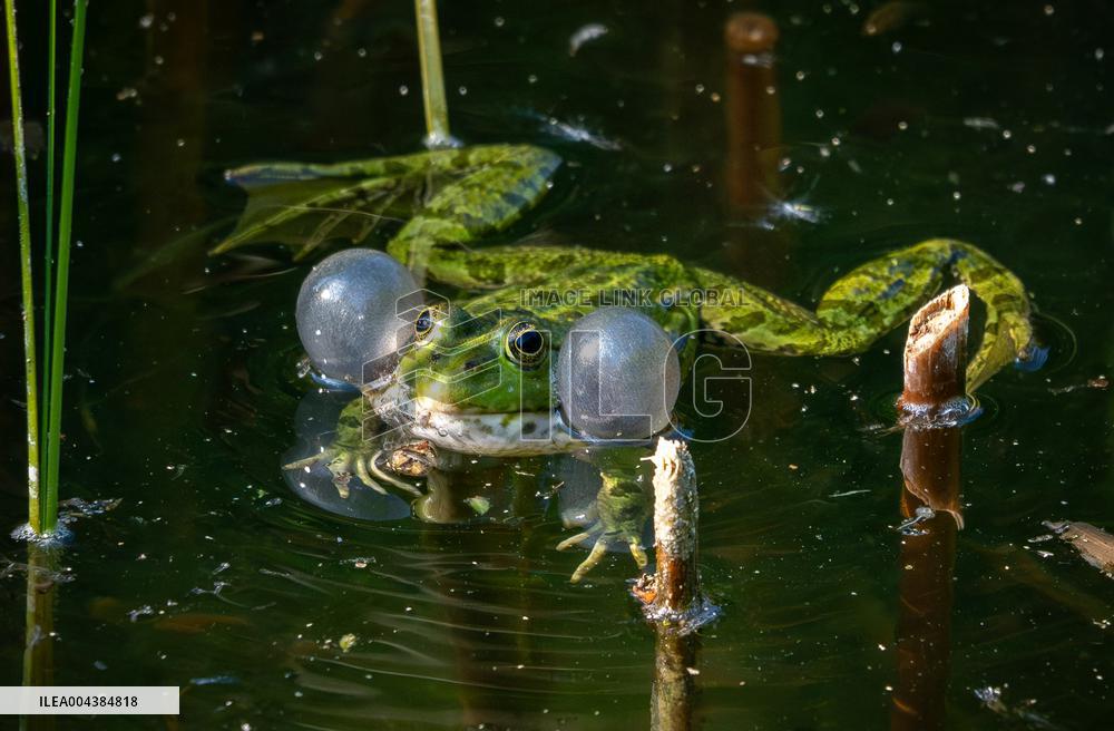 Green Frog Breeding Season - Paris