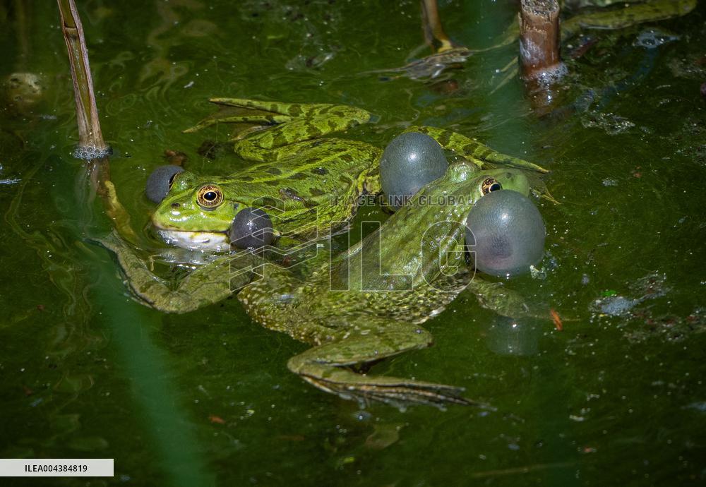 Green Frog Breeding Season - Paris