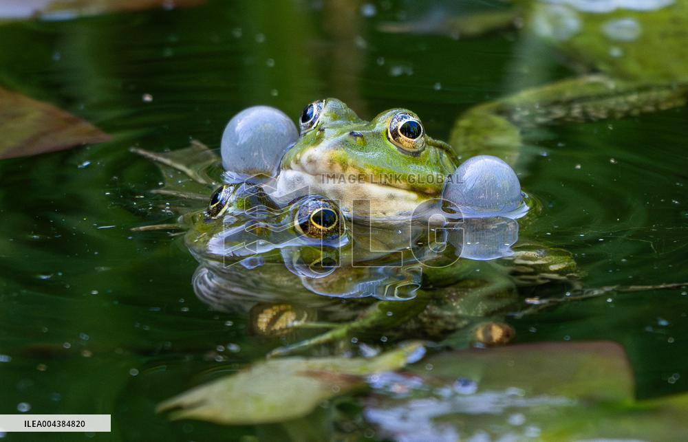 Green Frog Breeding Season - Paris