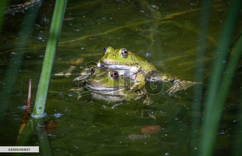 Green Frog Breeding Season - Paris