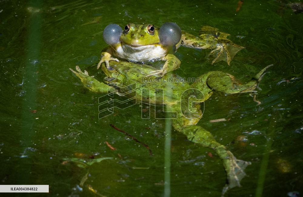 Green Frog Breeding Season - Paris