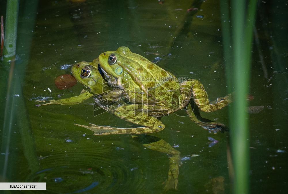 Green Frog Breeding Season - Paris