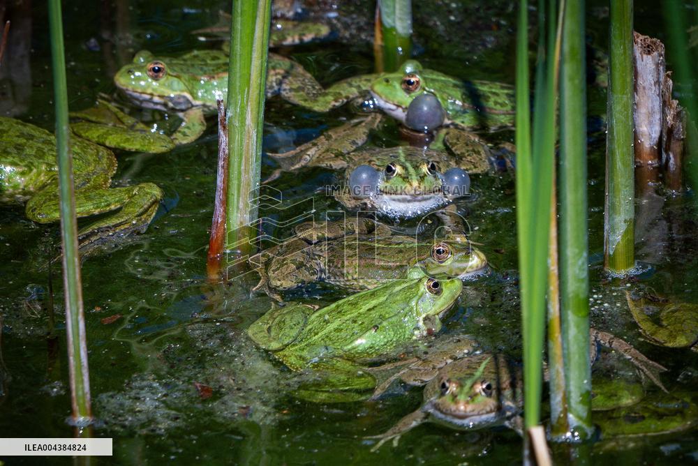 Green Frog Breeding Season - Paris