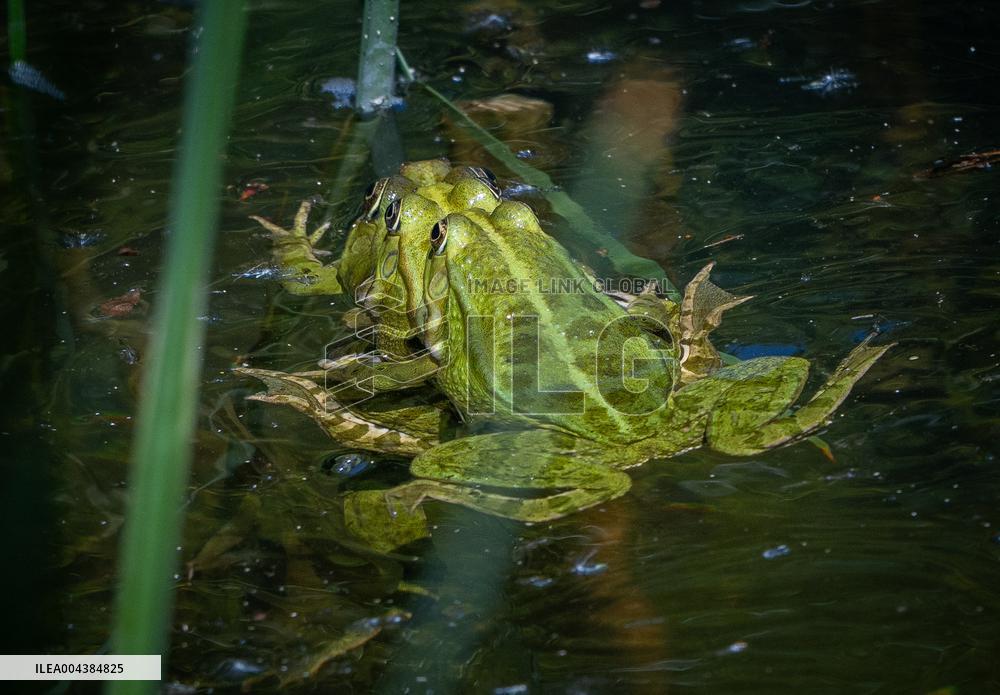 Green Frog Breeding Season - Paris