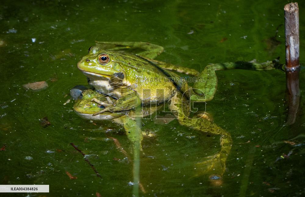 Green Frog Breeding Season - Paris