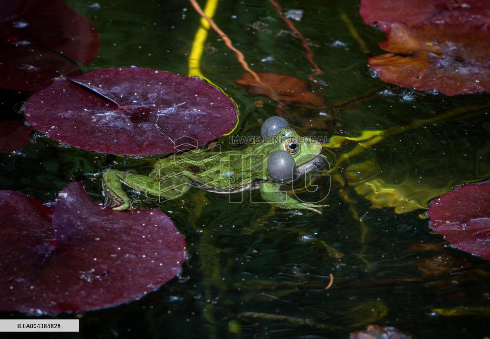 Green Frog Breeding Season - Paris