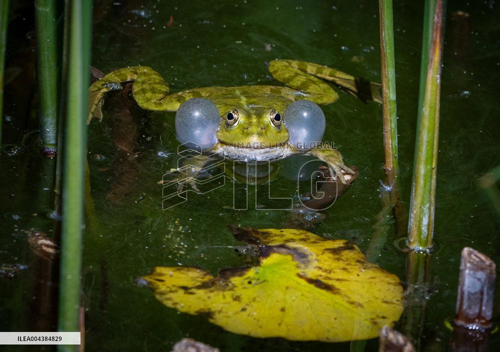 Green Frog Breeding Season - Paris