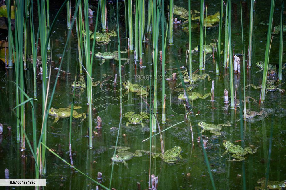 Green Frog Breeding Season - Paris