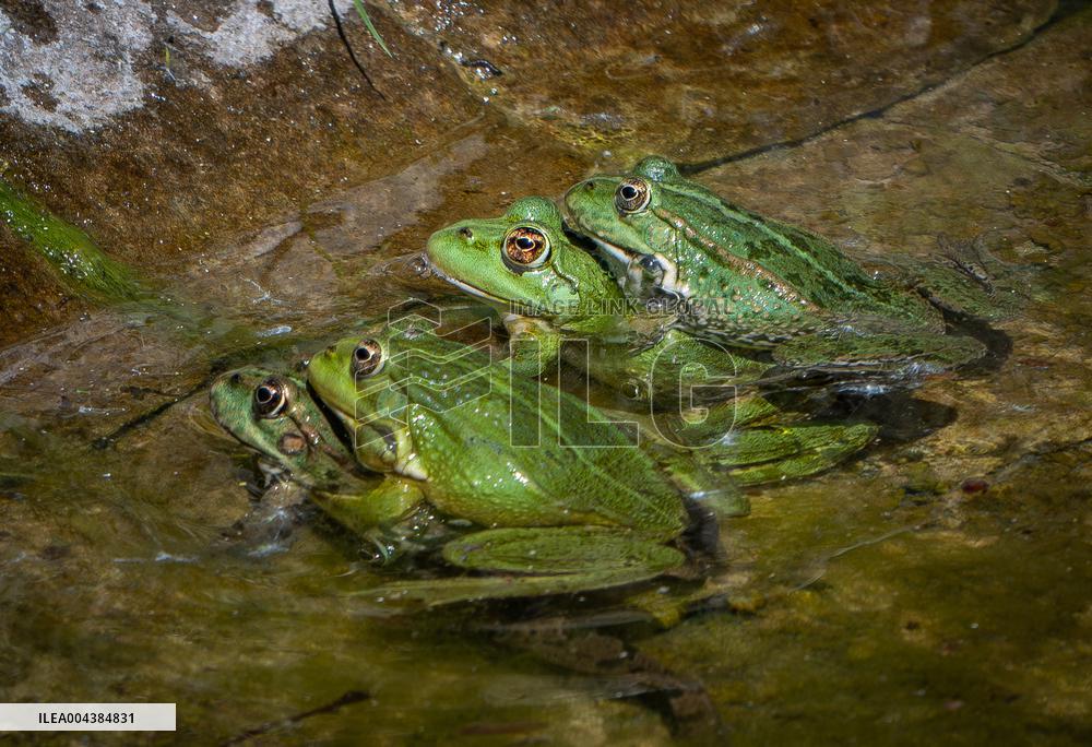 Green Frog Breeding Season - Paris