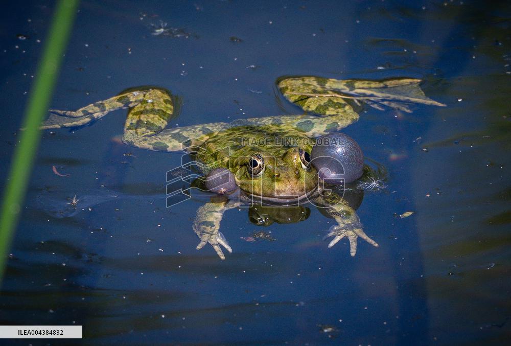 Green Frog Breeding Season - Paris