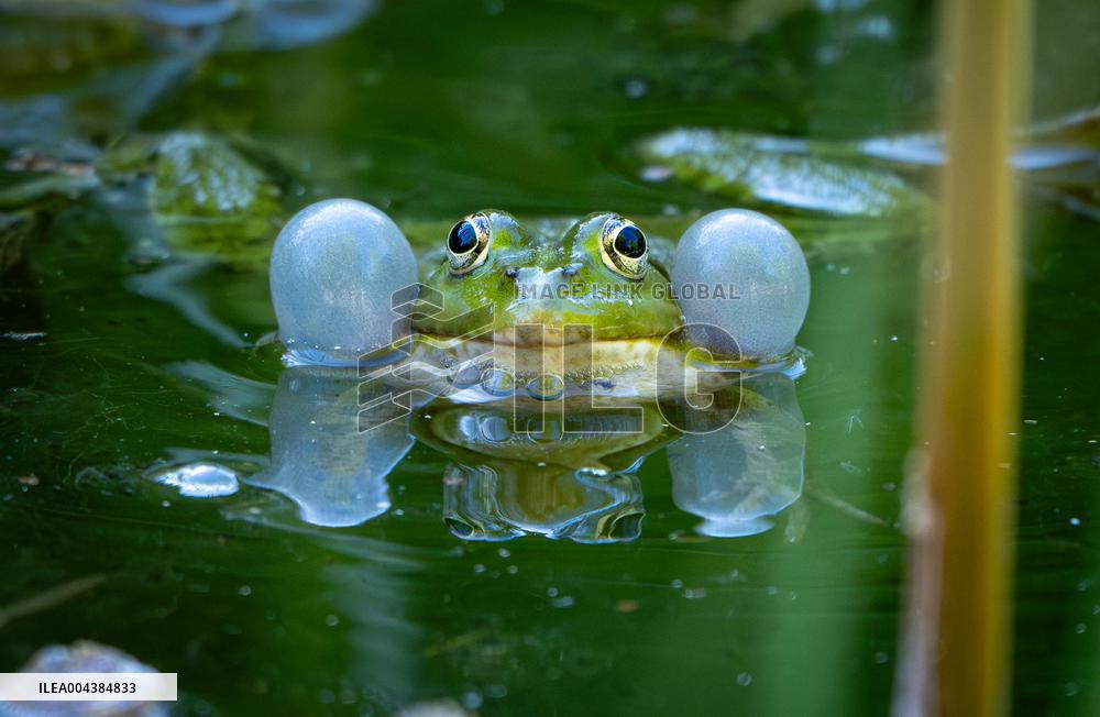 Green Frog Breeding Season - Paris