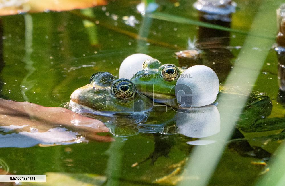 Green Frog Breeding Season - Paris