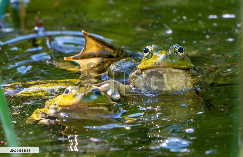Green Frog Breeding Season - Paris