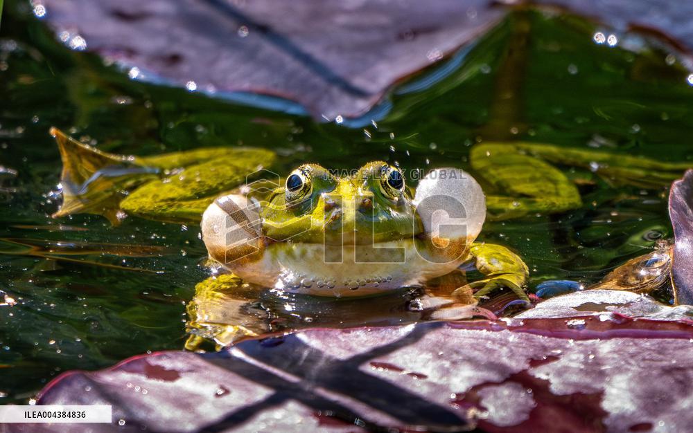 Green Frog Breeding Season - Paris