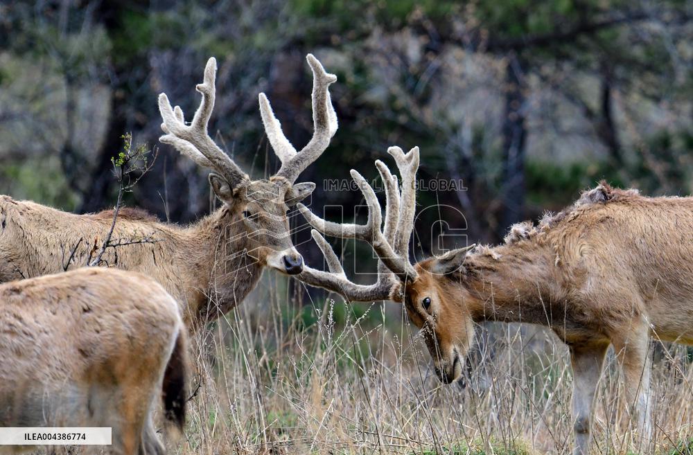 Daqing Mountain National Nature Reserve Elks
