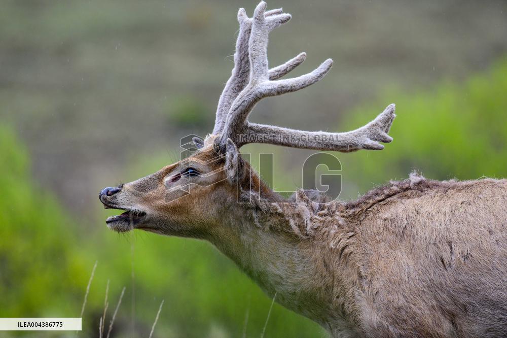 Daqing Mountain National Nature Reserve Elks