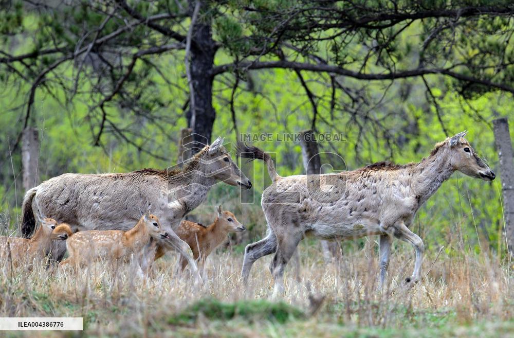 Daqing Mountain National Nature Reserve Elks