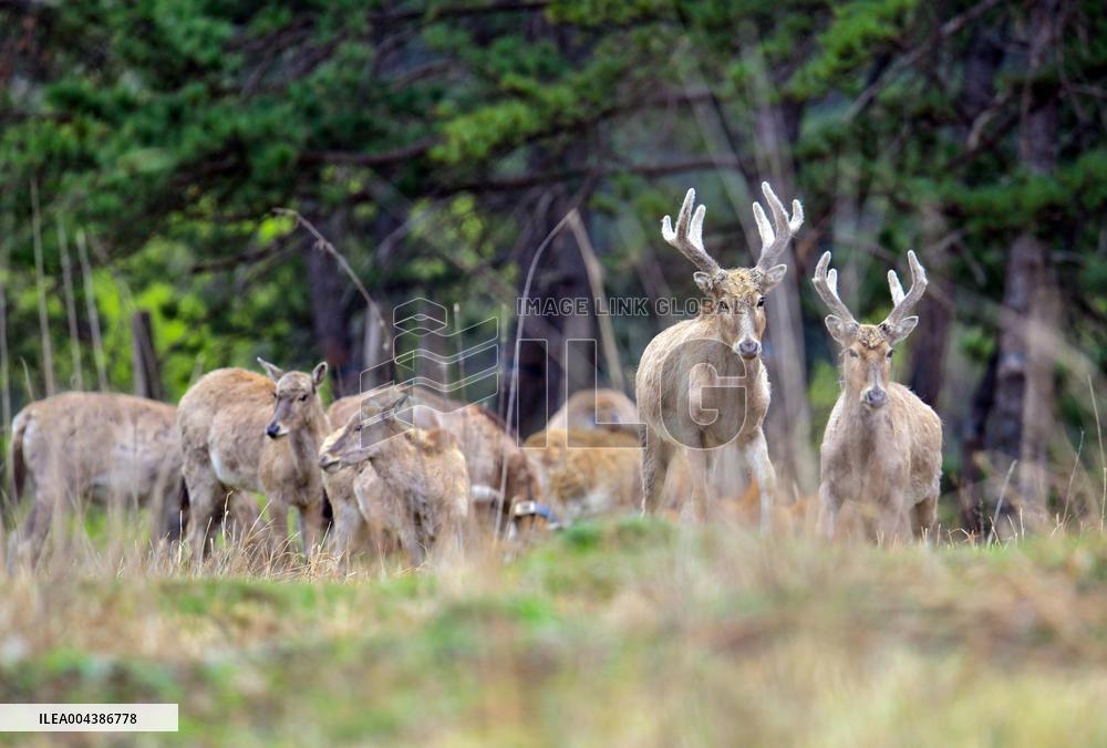 Daqing Mountain National Nature Reserve Elks