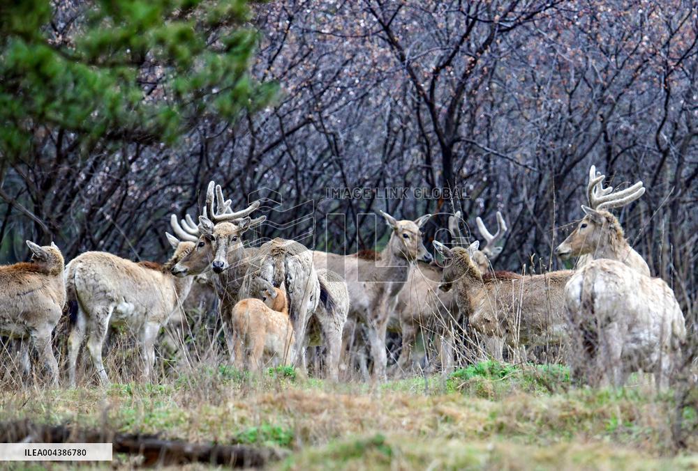 Daqing Mountain National Nature Reserve Elks