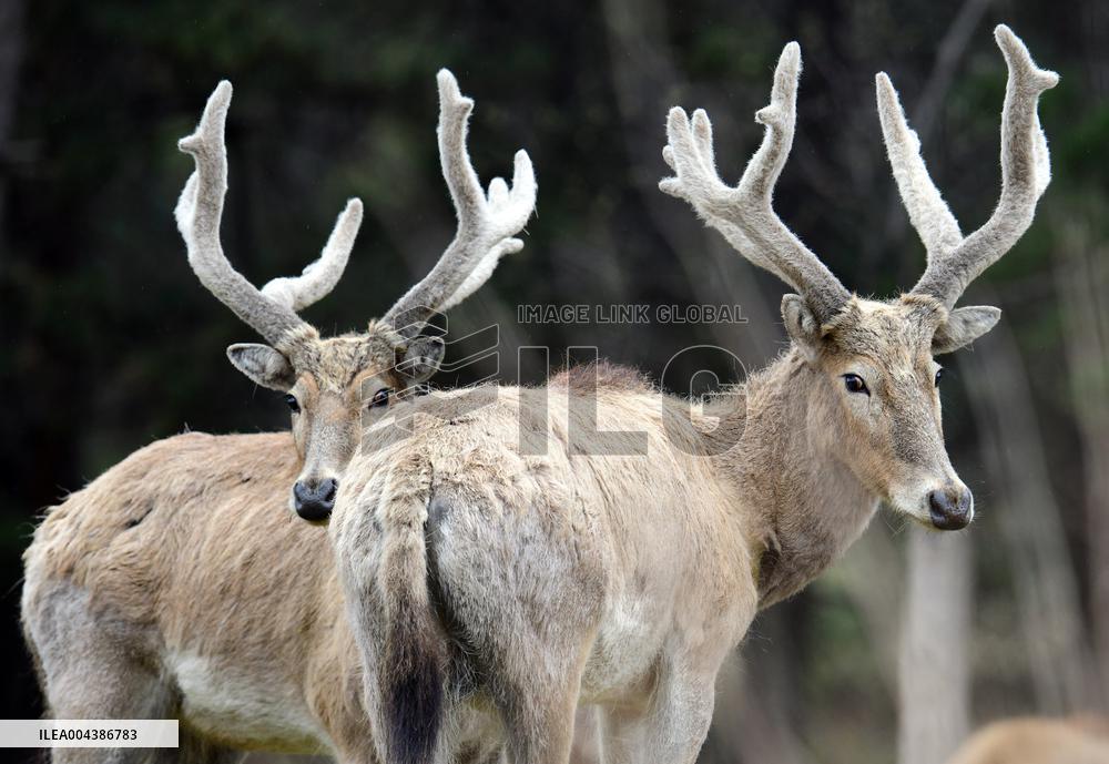 Daqing Mountain National Nature Reserve Elks