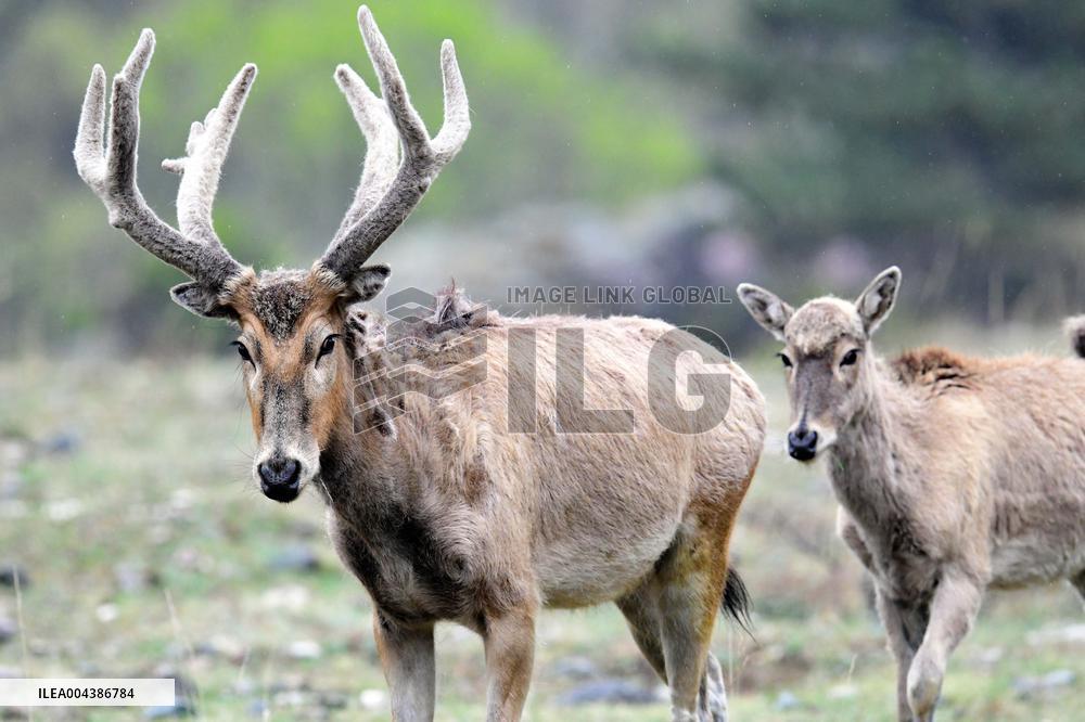 Daqing Mountain National Nature Reserve Elks