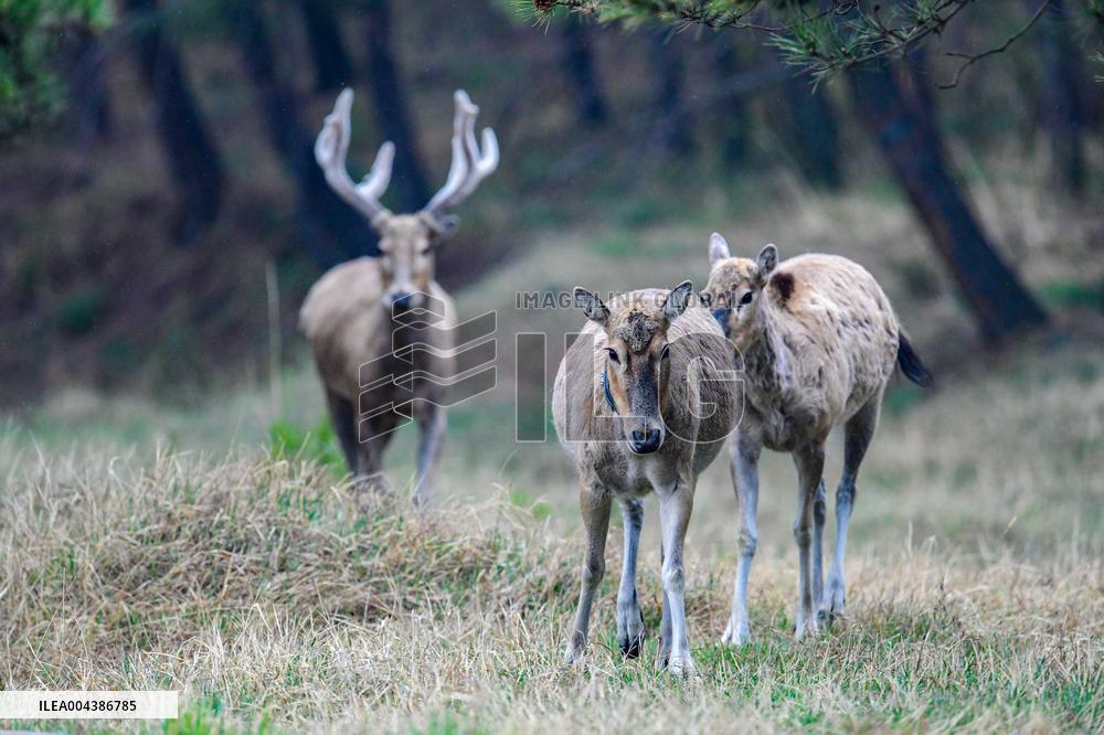 Daqing Mountain National Nature Reserve Elks
