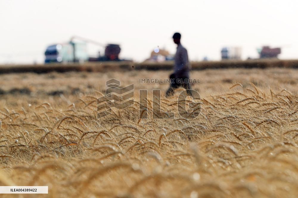 A Farm In The Desert Of New Valley Governorate - Cairo