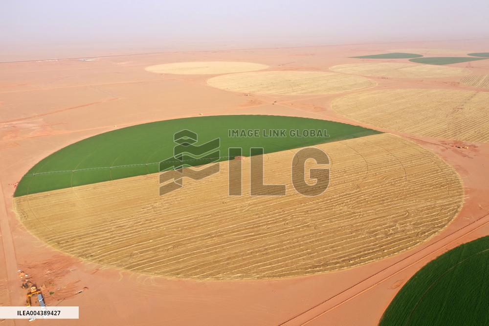 A Farm In The Desert Of New Valley Governorate - Cairo