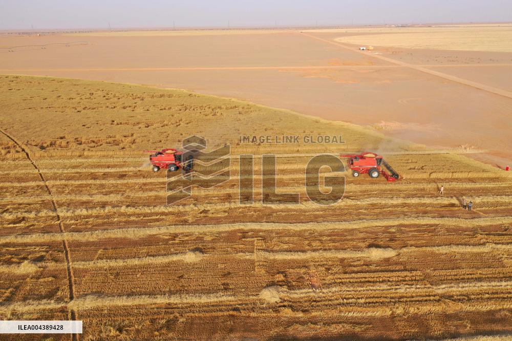 A Farm In The Desert Of New Valley Governorate - Cairo
