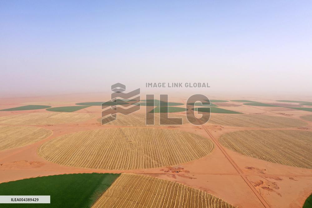 A Farm In The Desert Of New Valley Governorate - Cairo