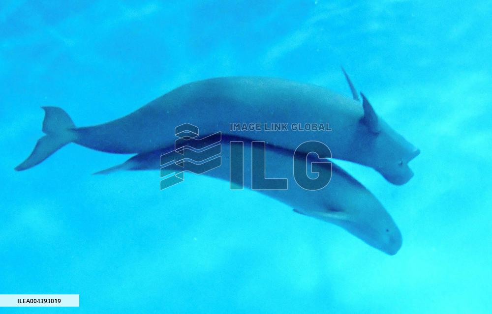 Indo-Pacific finless porpoise