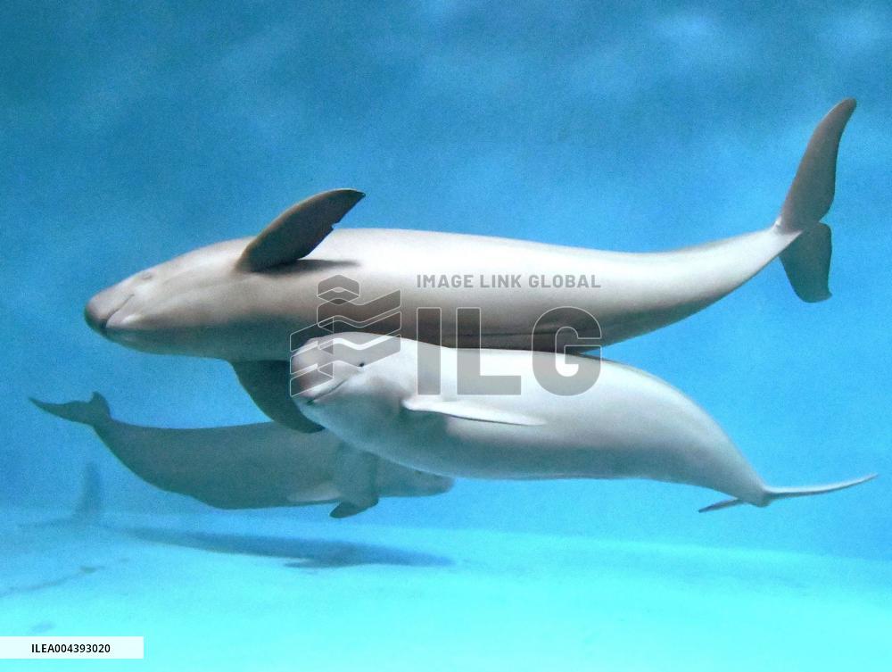 Indo-Pacific finless porpoise