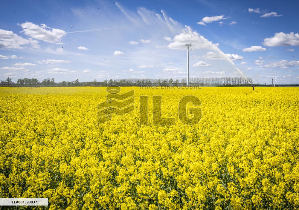 RAPESEED