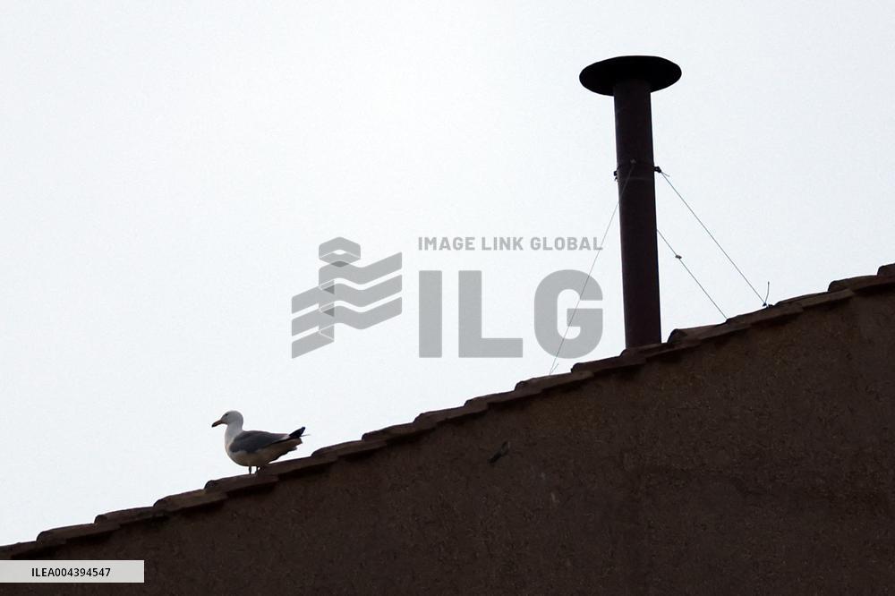 A Seagull Perches Near The Chimney Of Sistine Chapel - Vatican