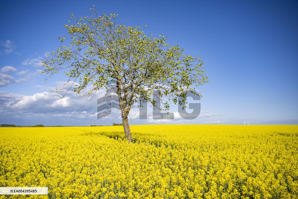 RAPESEED