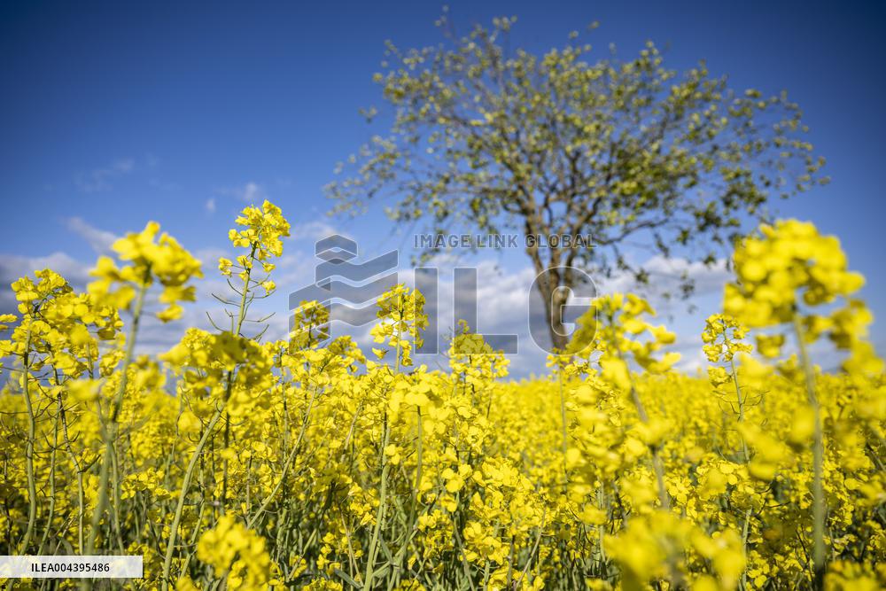 RAPESEED