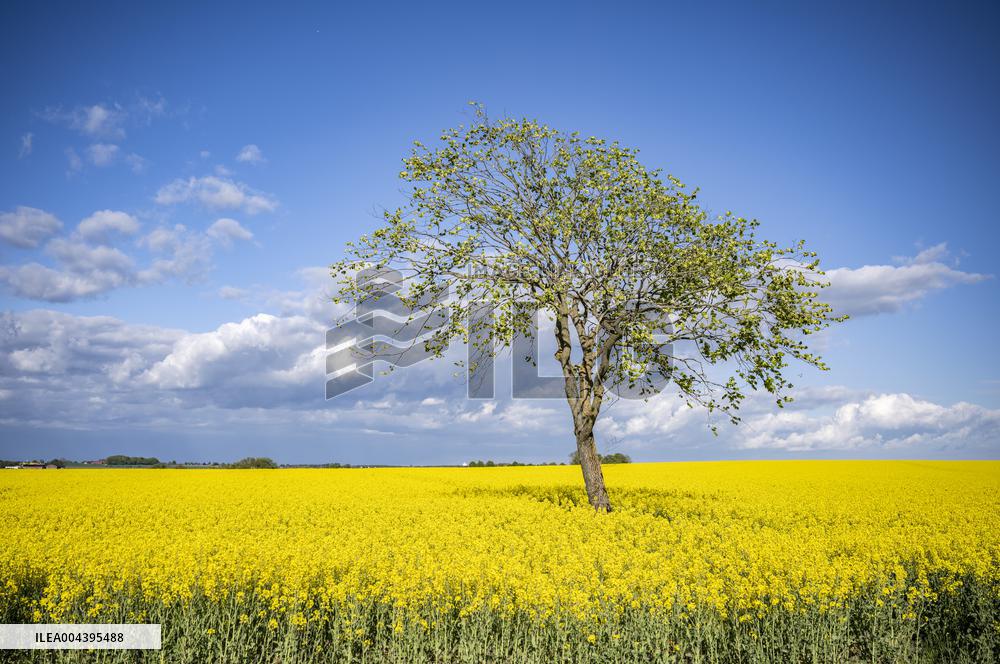 RAPESEED