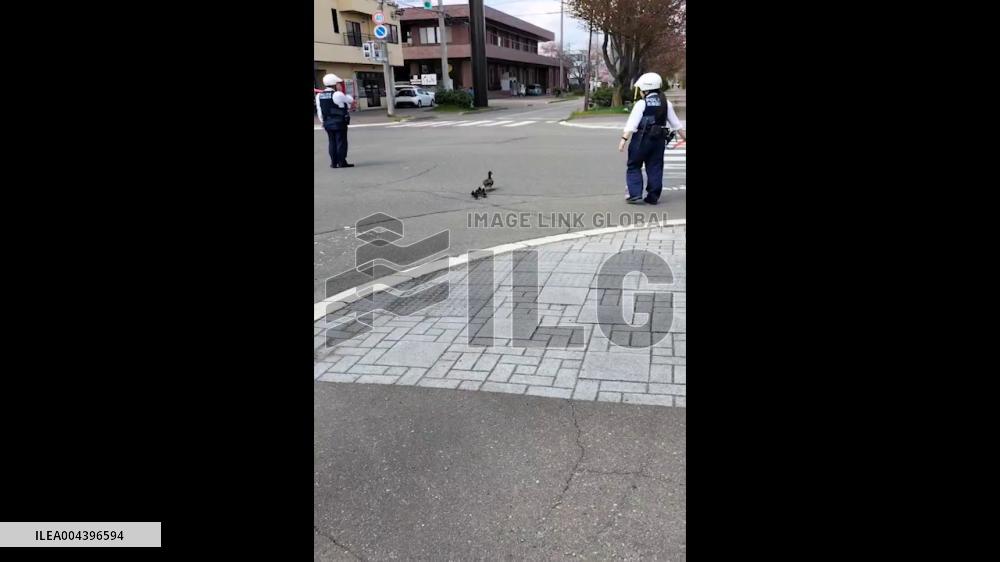 Japan: Duck Family Guided by Police Crossing Road in Obihiro, Hokkaido