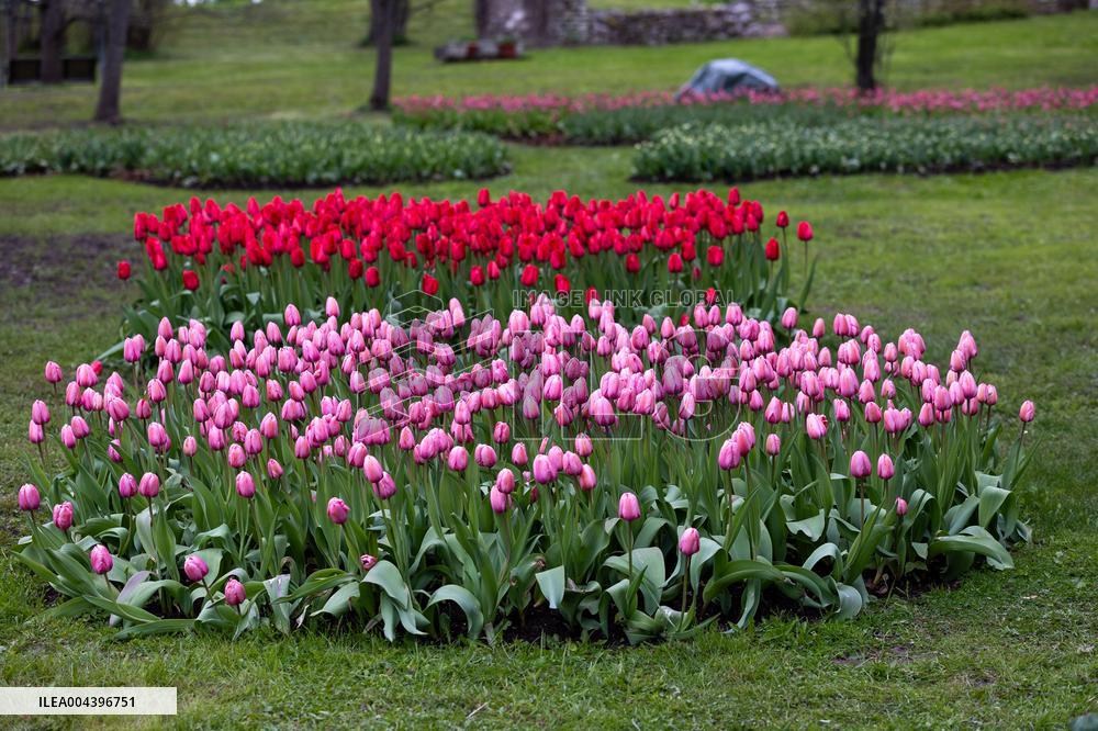 Tulip Festival at Kirna Manor