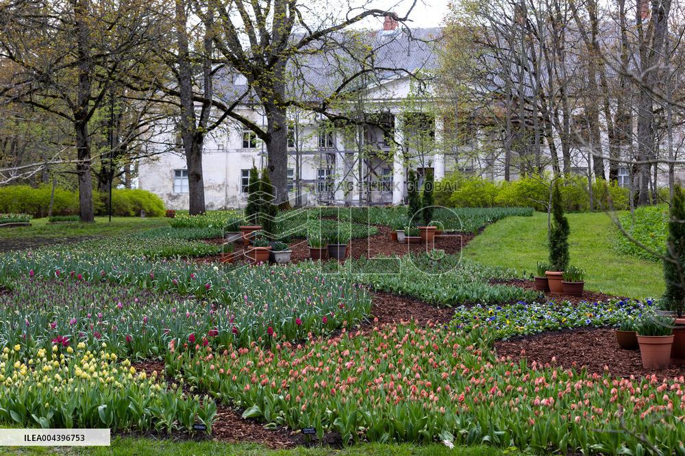 Tulip Festival at Kirna Manor