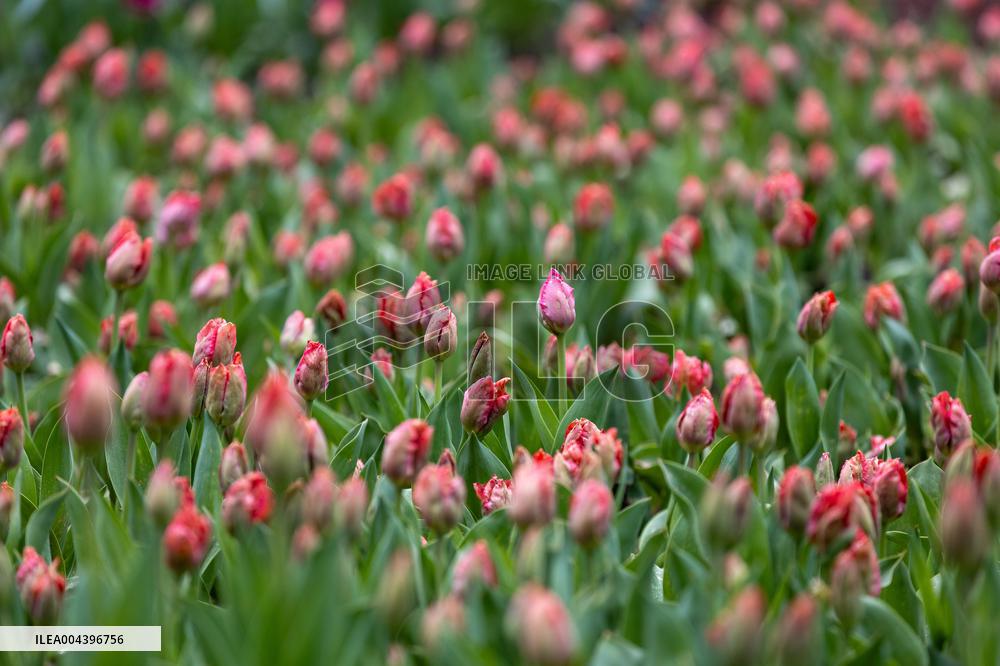 Tulip Festival at Kirna Manor