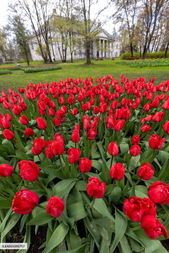 Tulip Festival at Kirna Manor
